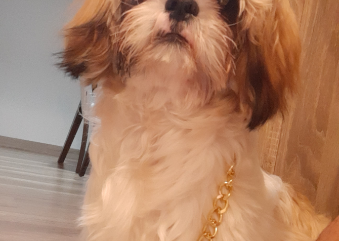 Shih Tzu - Dişi